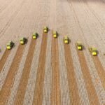 Renda fixa isenta da SLC Agrícola oferece taxa de CDI+ 0,50% ao ano (Imagem: Shutterstock)