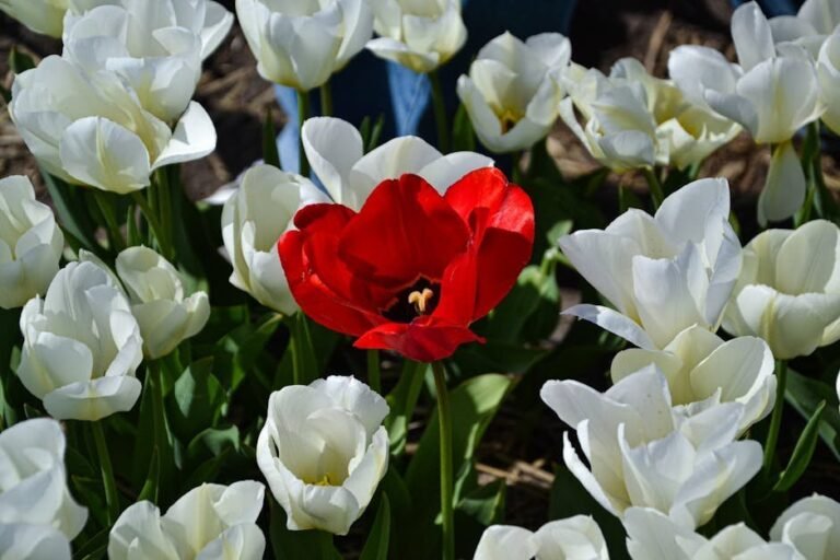 A striking red tulip contrasts with white tulips in a sunny Lisse garden, Zuid-Holland, Netherlands.